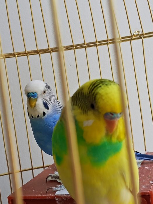 Продам 3 попугая с клеткой