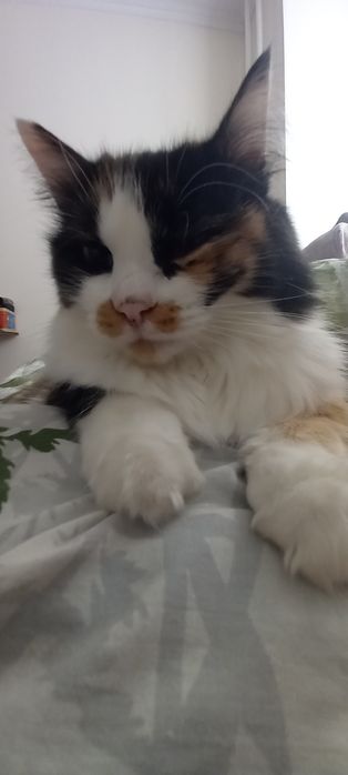 Декоративная кошка