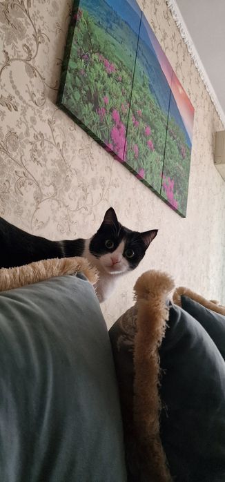 Отдадим котика в добрые руки