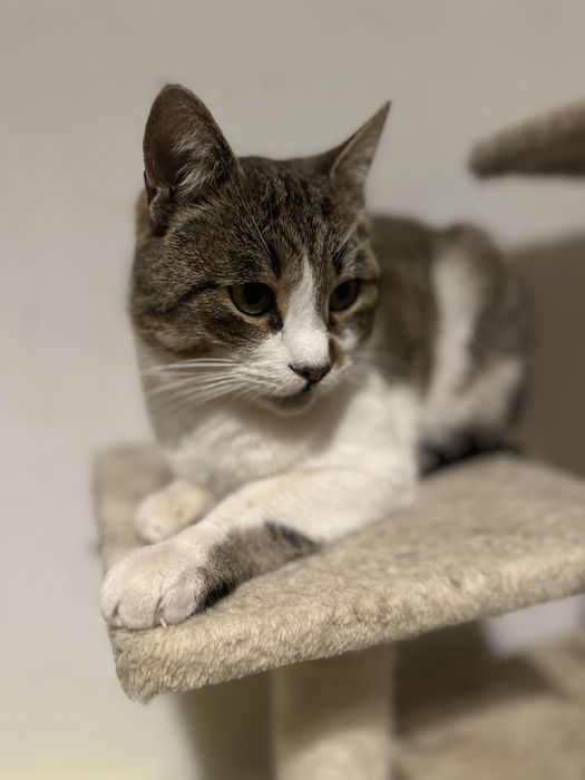 Nor isi cauta casuta