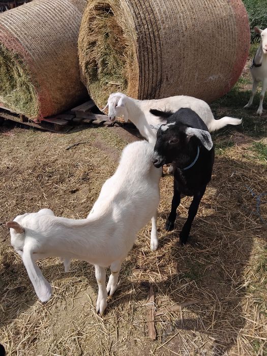De vînzare două iede  o capră si un țap sa-u schmb!