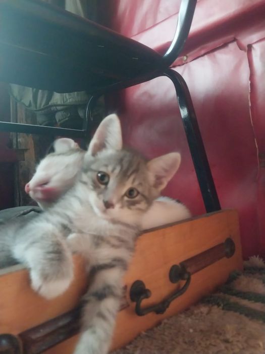 Отдам котенка бесплатно
