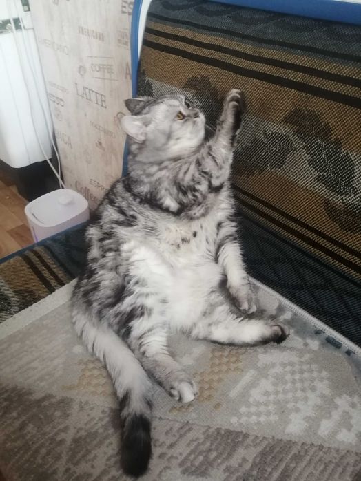 Продам лифан х60