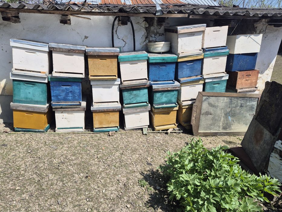 Stupi completi de vanzare-desfiintare stupina