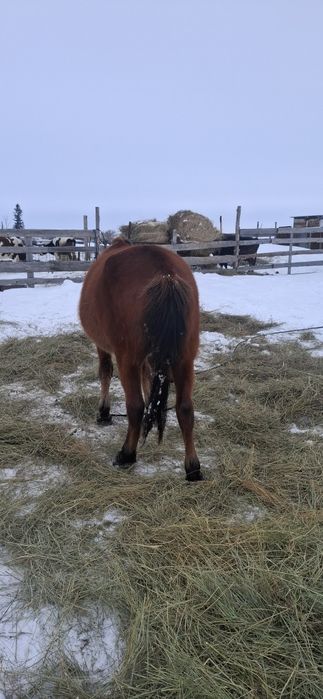 Продам жеребца 2.5 года 650000