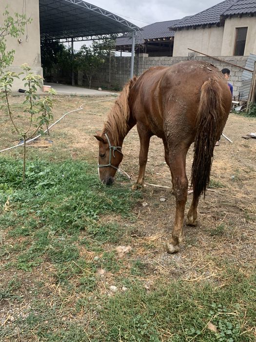 Тай сатылады бағасы 480000