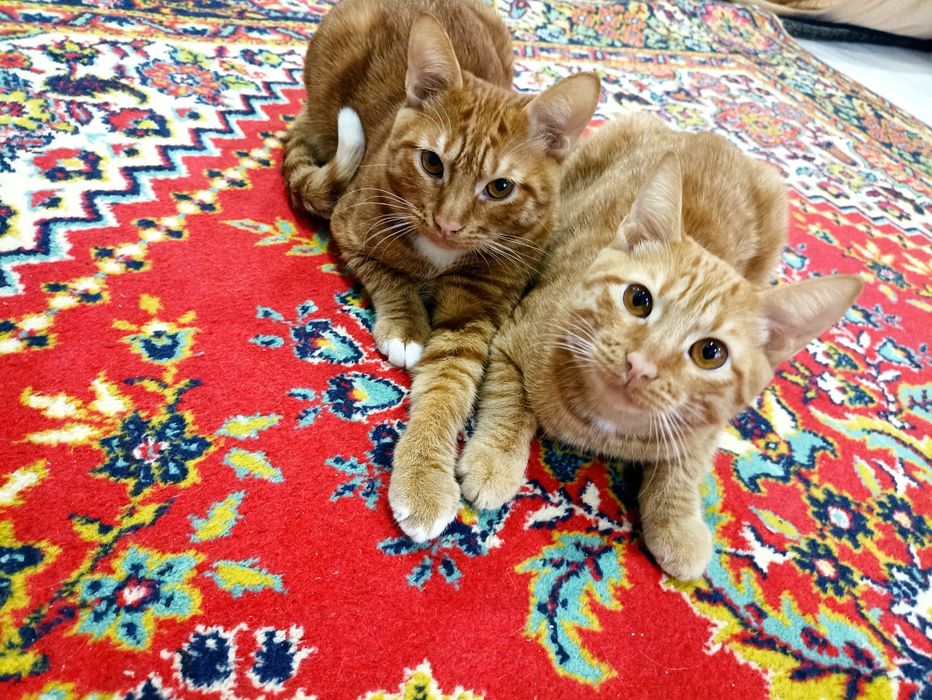 Отдаю котят мальчики