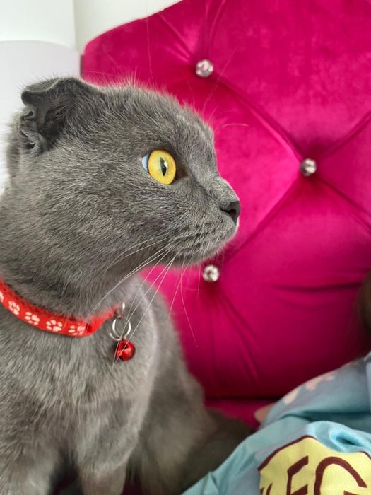 Отдам кошку хорошую руки