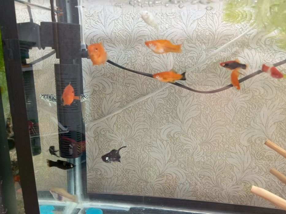 Продам аквариум с рыбками.