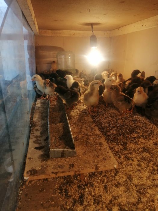 Шожектер сатылады