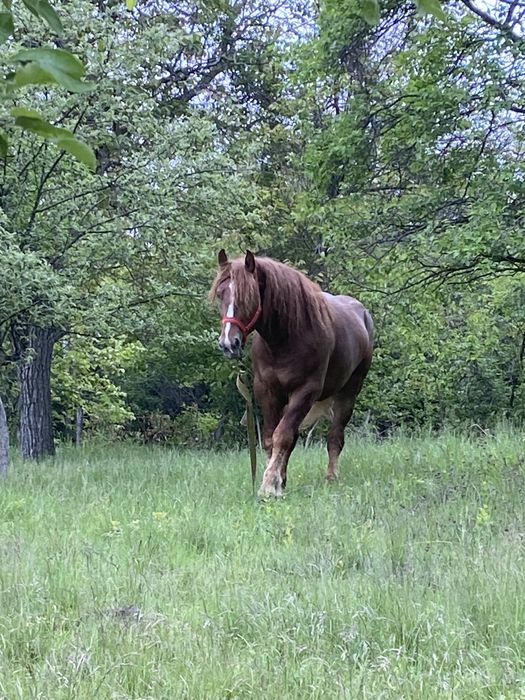 Vand armasar de 3 ani sau schimb cu oi, vaci sau diverse utilaje
