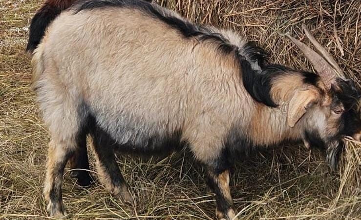 Козел альпийский