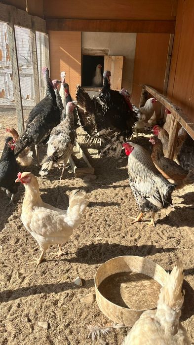 Индюктер сатылады