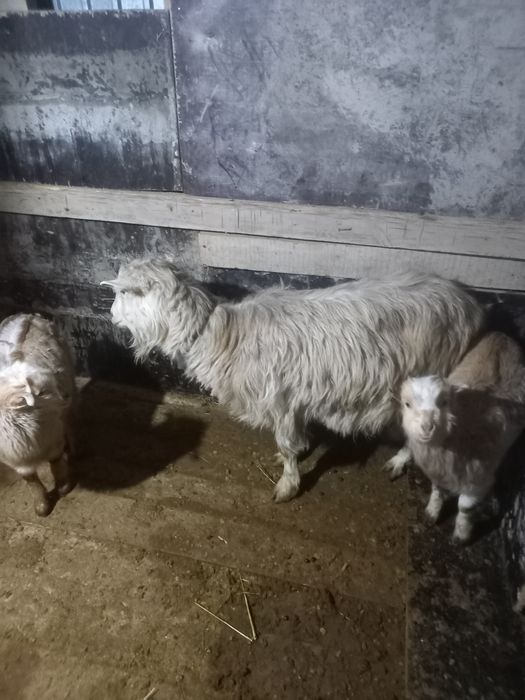 Орыс ешкі Ломанча