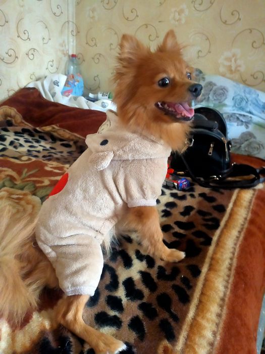 Костюмчики для собак