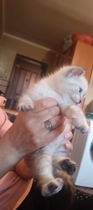 Котенок девочка