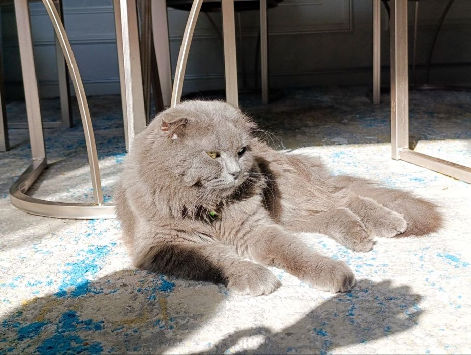 Mushuk sotiladi oʻgʻil bola sogʻlom