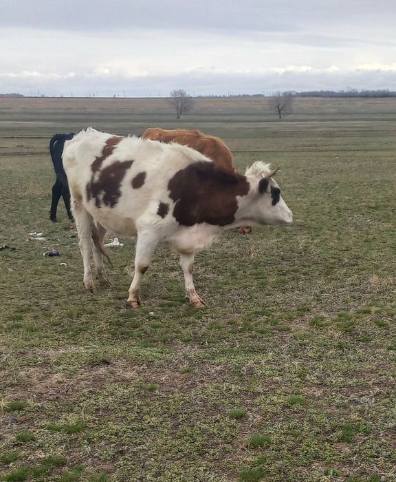 Продам дояных коров