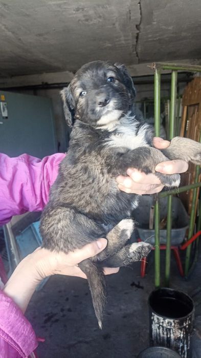 Отдам в добрые руки