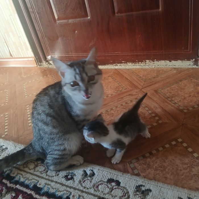 Животные. Отдам котят доброе руки