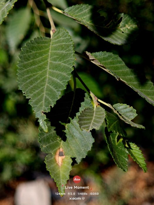 Xiaomi 17 256 2 сим Gloval обмен айфон 17