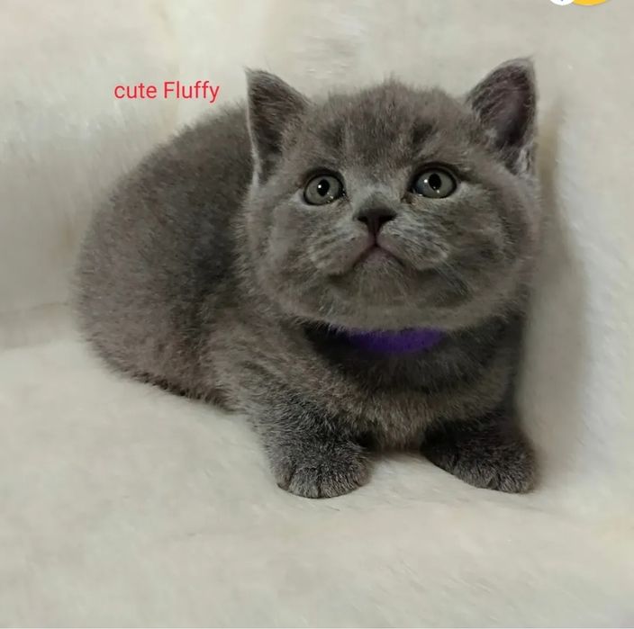 Питомник Cute flyffy