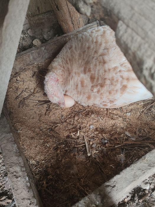 Продаётся индюшка квочка(клушка)