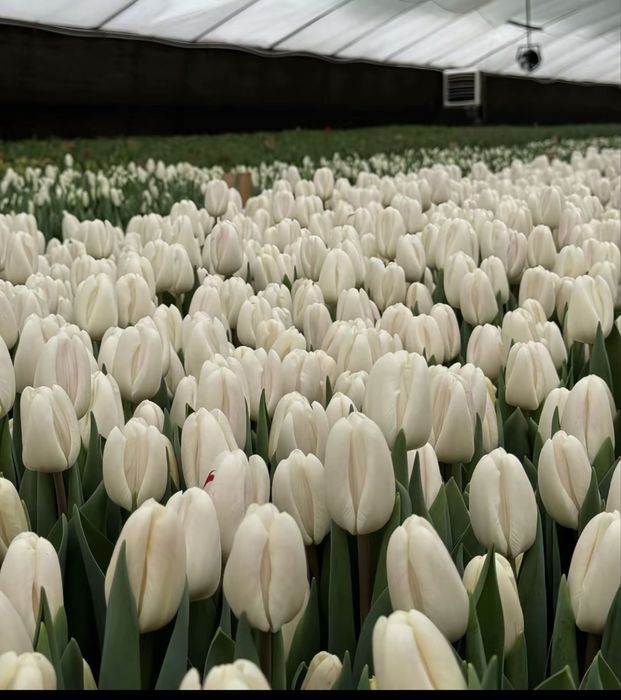 Тюльпан 50-60 см