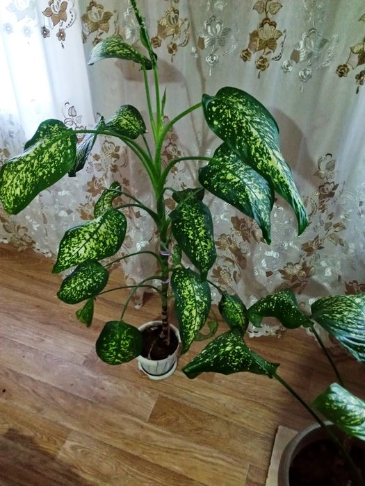 Продам срочно цветы Диффенбахия