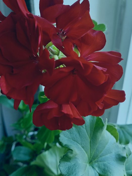 Продам герань, цвет. темновишневый