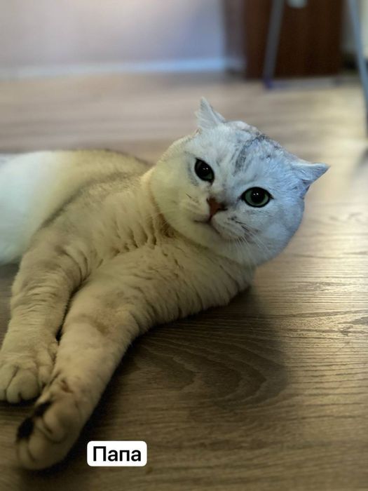 Сотилади тоза кон британский мушукчалар