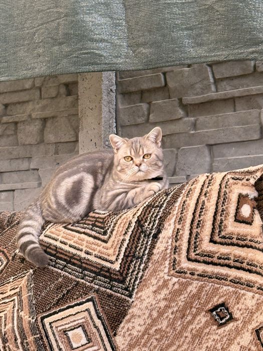 Котята вислоухие