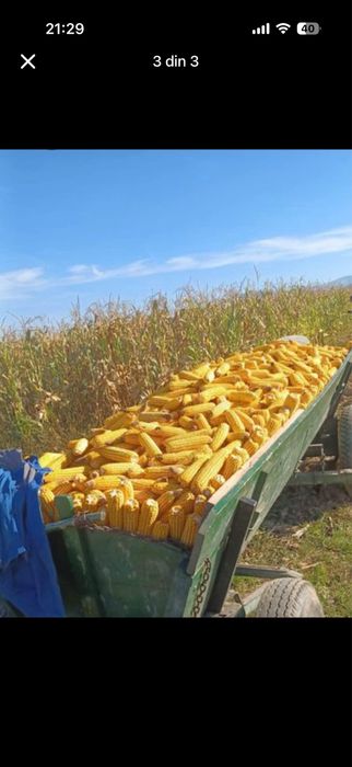 Vand porumb stiulete sau boabe