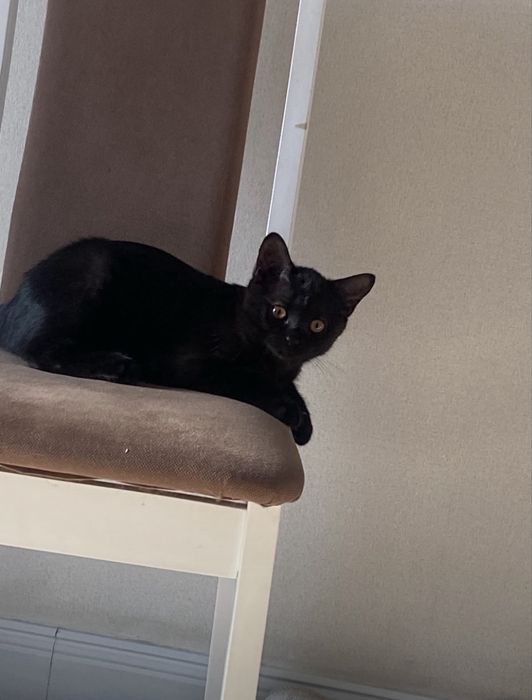 Черный котенок девочка
