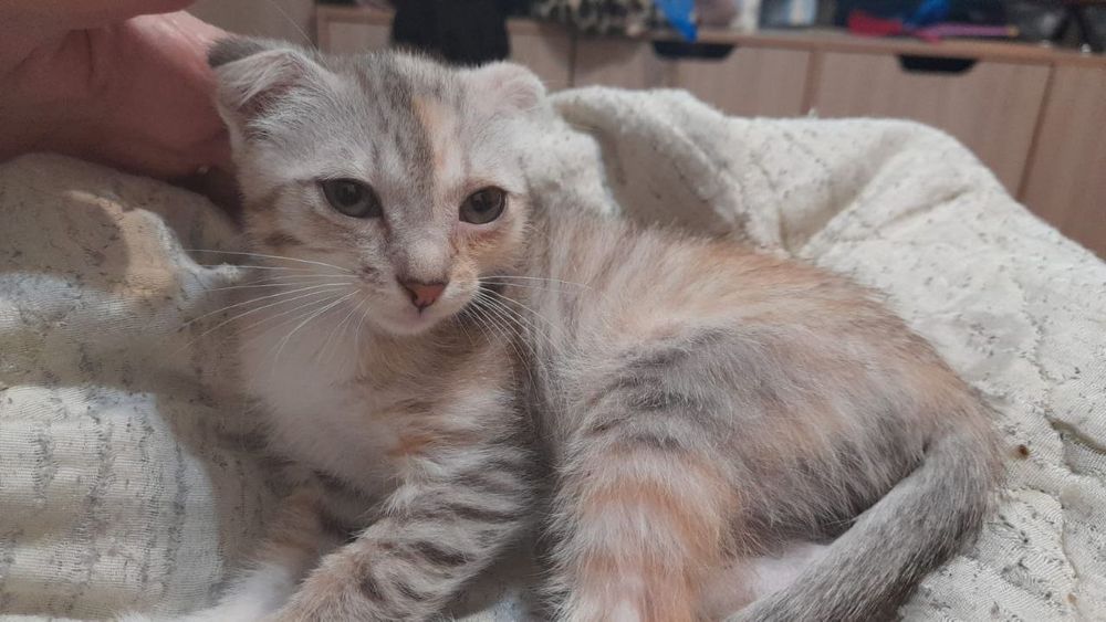 Котёнок ищет добрых хозяев