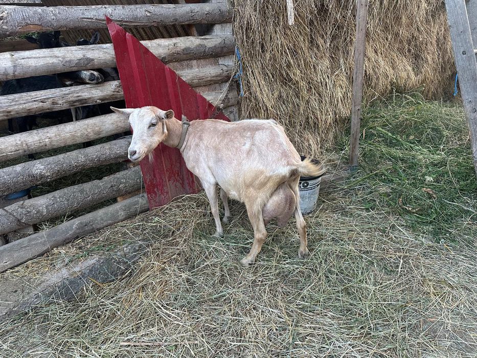 Vând capre alpine metis