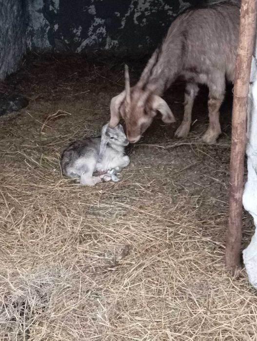 Iezi anglonubian schimbă locația