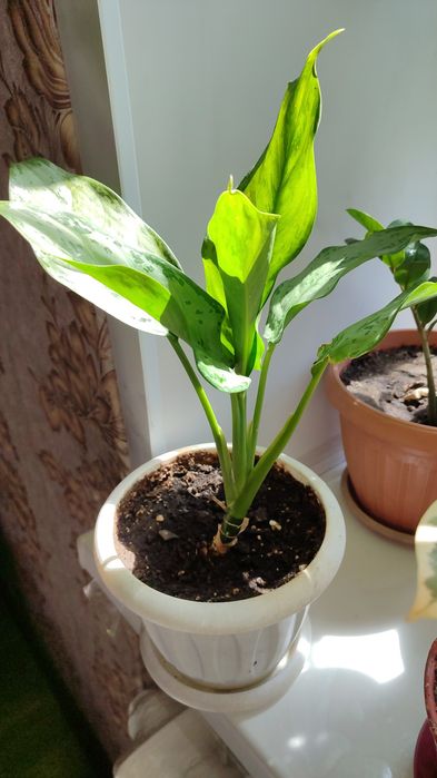 Комнатные цветы , комнатные растения