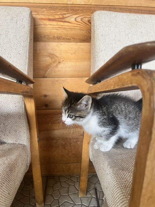 Отдам котят в хорошие руки , мальчик и девочка