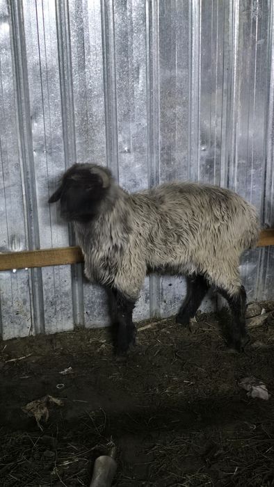 Кой Қой тоқты тұсақ қошқарлар баран овца ягненок