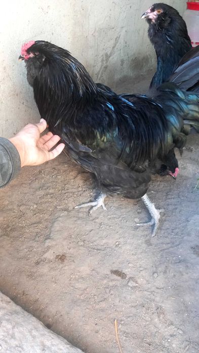 Петли Амераукана 4 броя