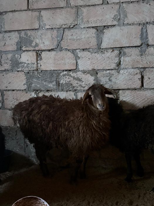 Оптом кой ешкы 300к