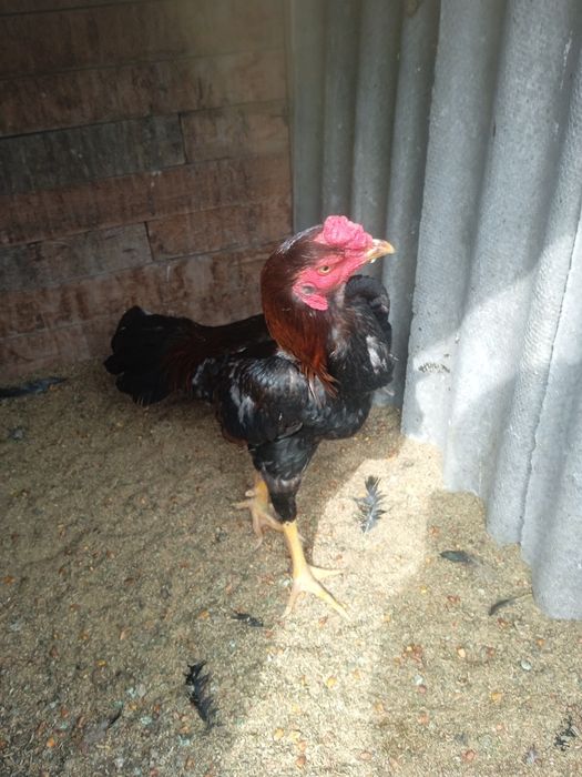 Дакан Шамо Турок Бойцовский