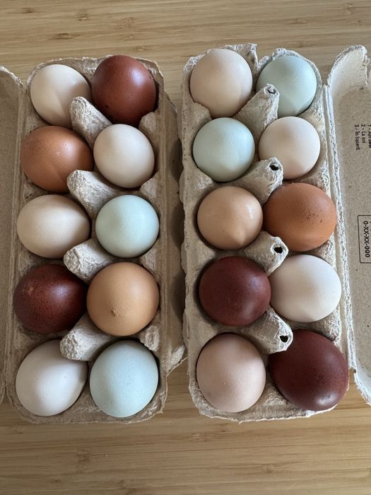 Vand oua bio pentru consum