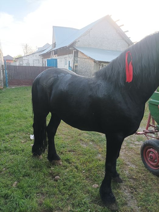 Vad armăsar metis de friz de 3 ,5 ani