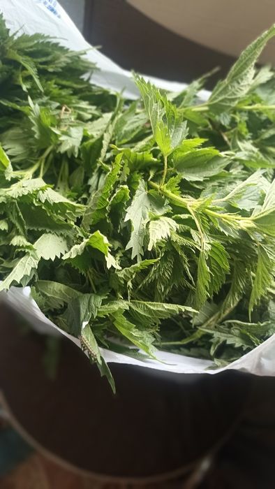 крапива (сок этого года )