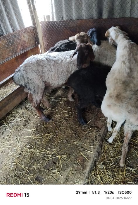 Продам баран с откорма