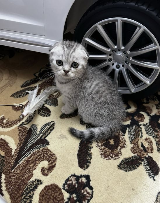 Продам шотландских котят