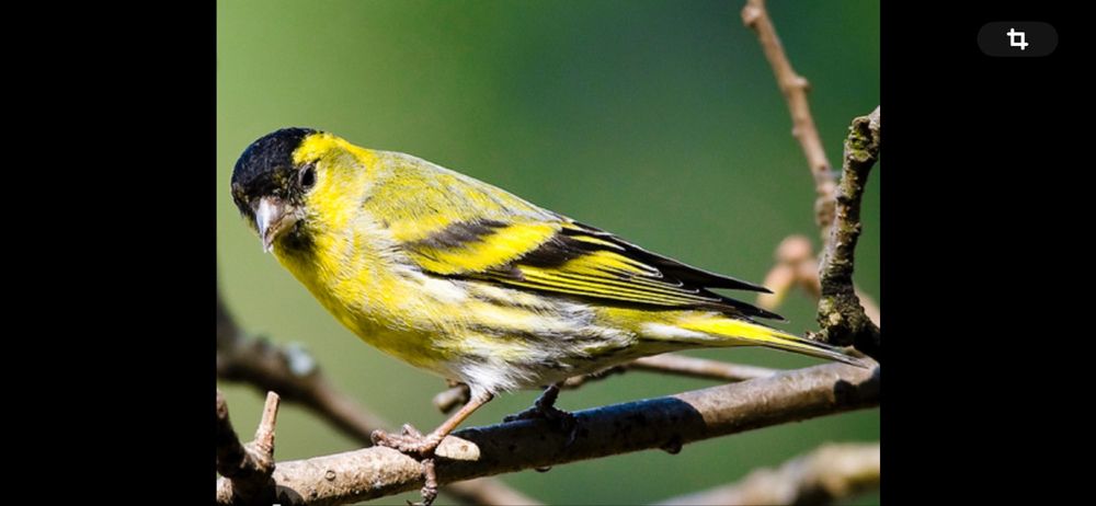 Певчие птички чижи