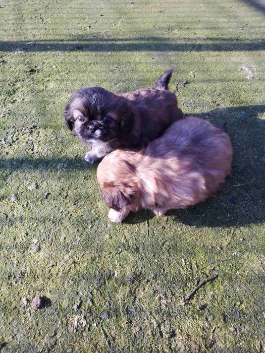 Пикинези на 50 дни,две мъжки